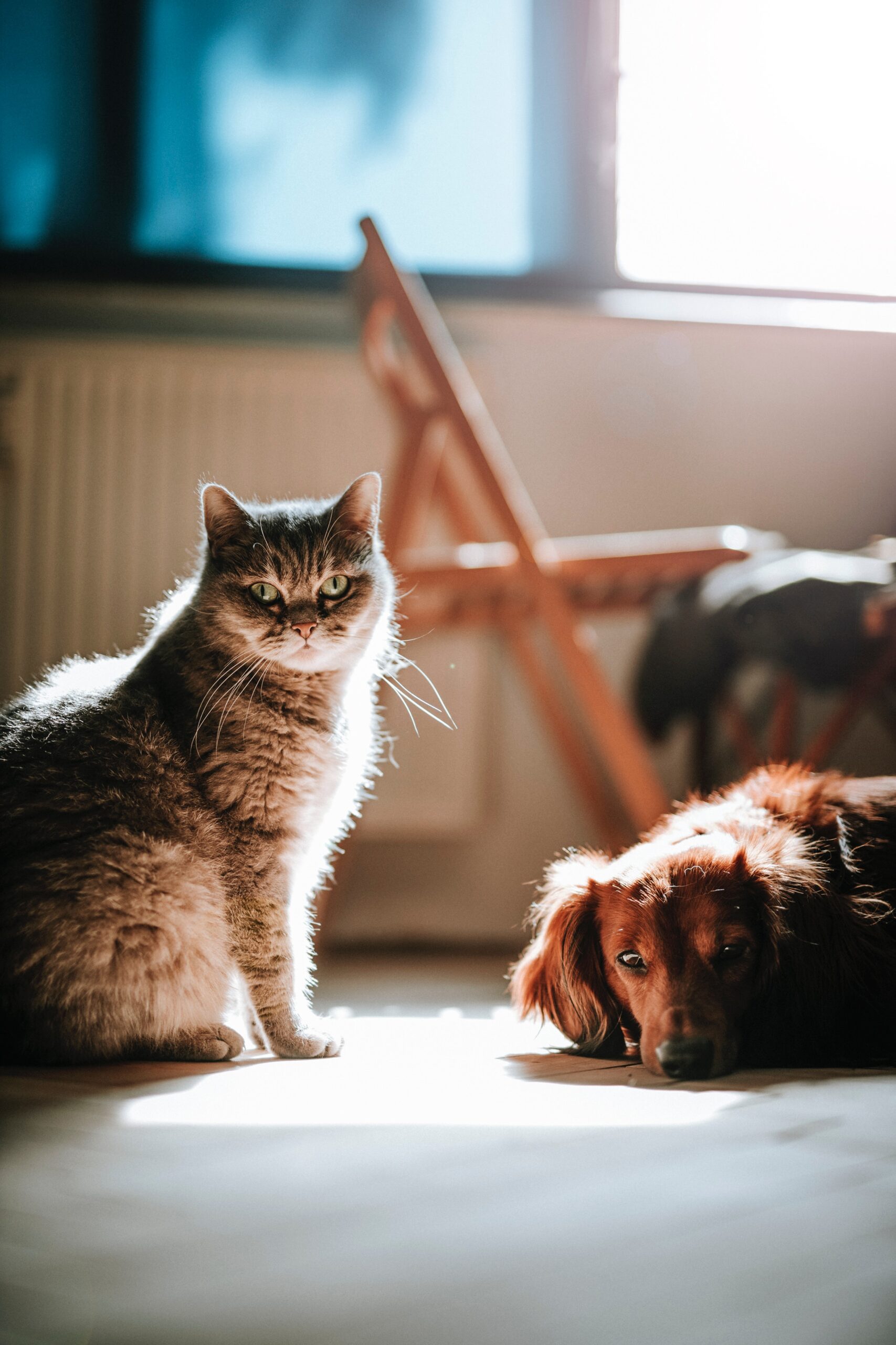 Lei n° 8.015/2023: Cadastro obrigatório de cães e gatos que residem no Rio de Janeiro